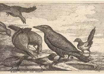 What do magpies symbolize? Learn the common interpretations!