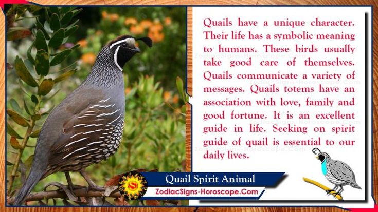 Quail Spiritual Meaning and Symbolism: A Simple, Clear Explanation