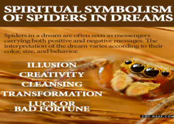 Dreams About Tarantulas: Interpreting Common Meanings!