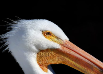 What Do Pelicans Symbolize? (Quick Answers & Common Interpretations)