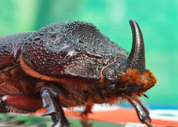 Discover the Green Beetle Spiritual Meaning: Basic Interpretation Here.