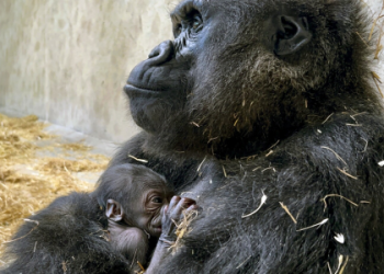 Is Your Animal Spirit a Gorilla? Learn How to Embrace Its Power!