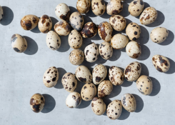 The Symbolism of Quail: Everything you need to know is here!
