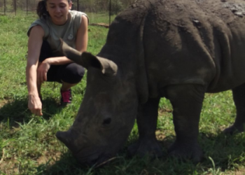 Explore Rhino Spiritual Meaning: Your Totem Animal Guide!