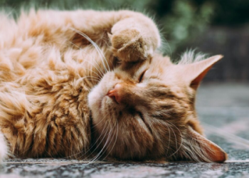 Whats the Lynx Personality Like? Get to Know These Amazing Animals!