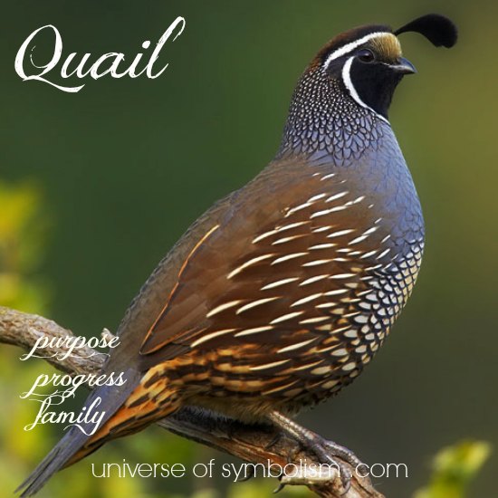 The Symbolism of Quail: Everything you need to know is here!