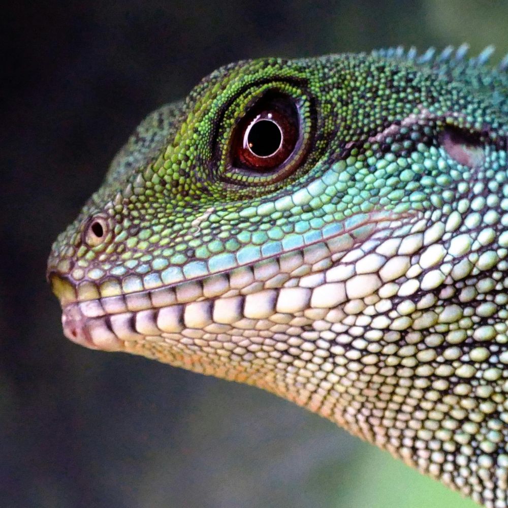 Having a Lizard Dreaming? Common Meanings Explained!