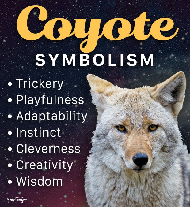 Coyote Spirit Animal: Meaning and Symbolism (Easy Guide)