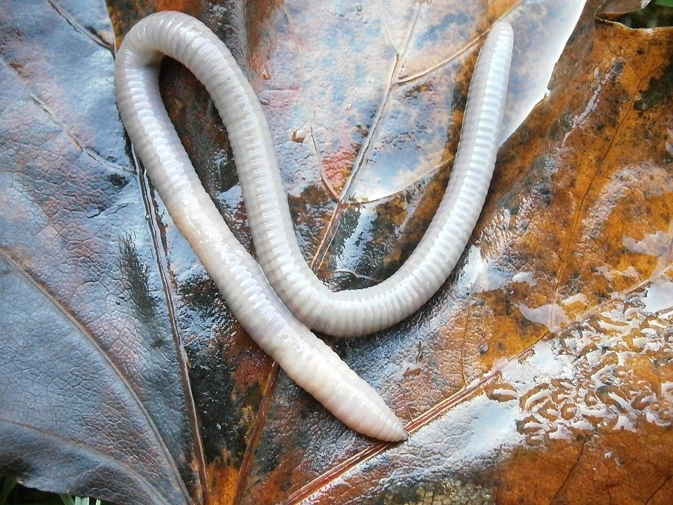 Discover the Spiritual Meaning of Worms: Are They Good or Bad?