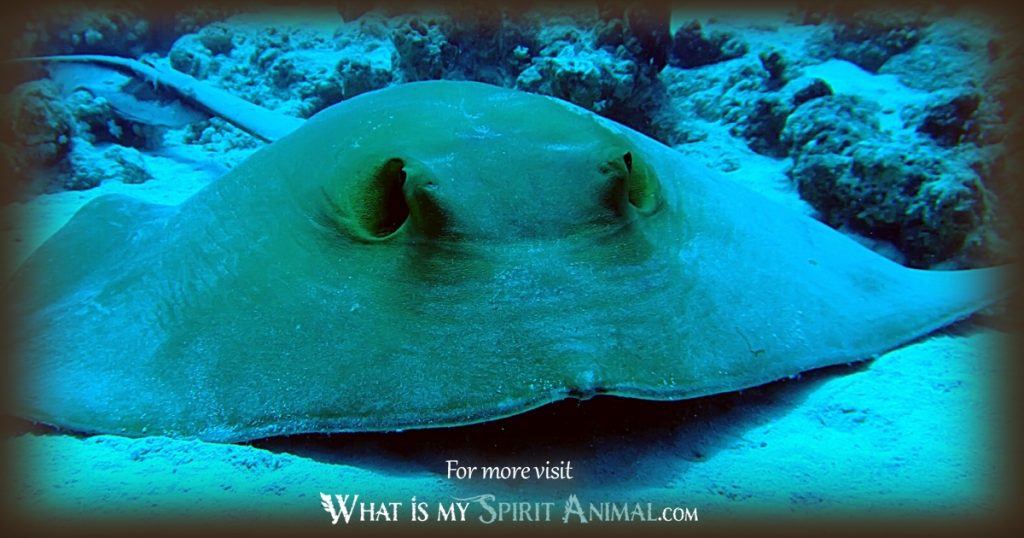 What Do Stingrays Symbolize to People? Lets Dive into the Meanings of These Ocean Animals!