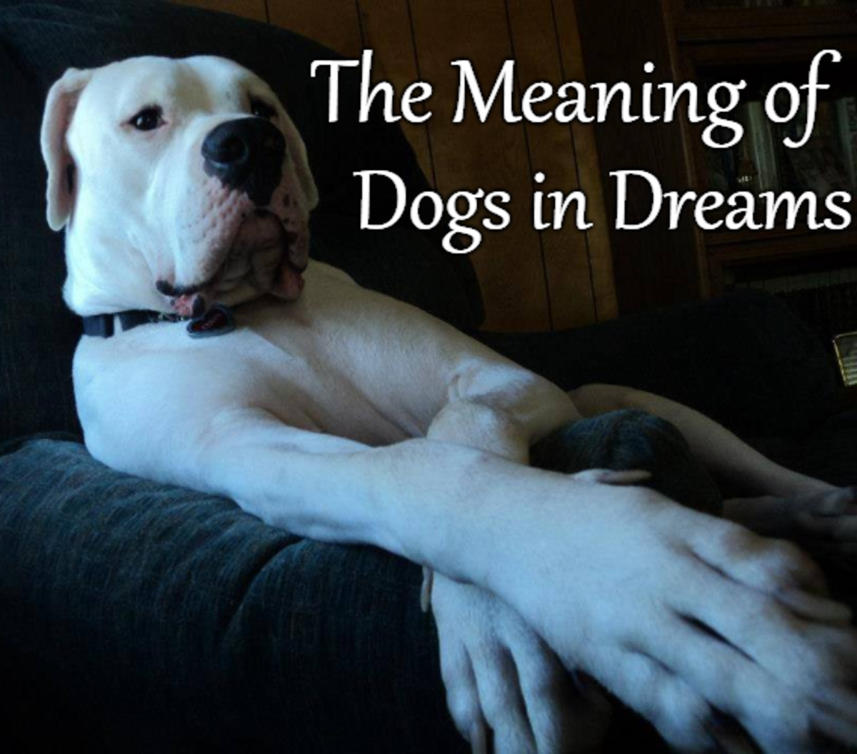 Hitting Dog in Dream Meaning: Bad Omen or Hidden Message?