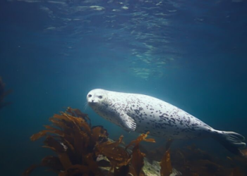 Whats the Seal Spiritual Meaning? Simple Guide & Clear Explanations!