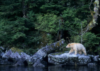 Polar Bear Spirit Animal: Easy Tips to Understand