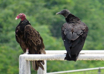 Is the Vulture Spirit Animal good or bad? Get The Facts!
