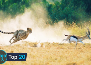 What Does a Cheetah Symbolize? Speed, Focus, and More!