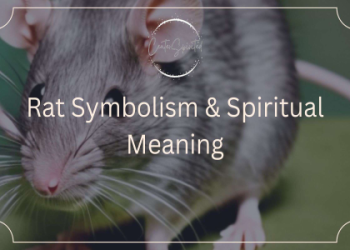 Rat Spirit Animal: Uncovering the Meaning and Power of Rats