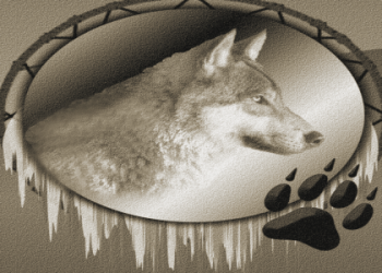 Coyote Spirit Animal: Meaning and Symbolism (Easy Guide)