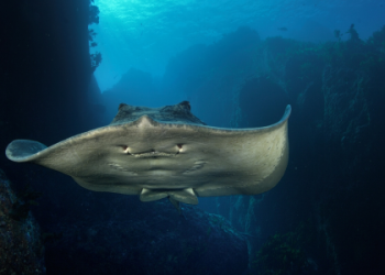 What Do Stingrays Symbolize to People? Lets Dive into the Meanings of These Ocean Animals!