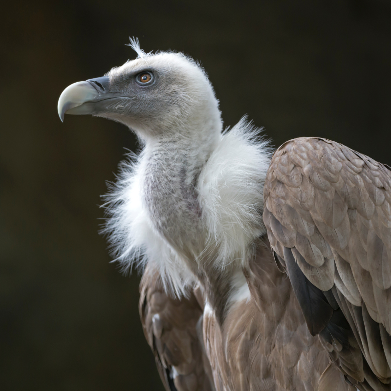 Whats the Vulture Meaning Spiritual? Uncover Hidden Messages!