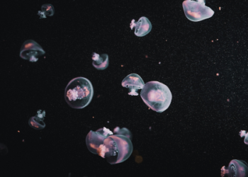 Jellyfish Symbolism: Discover the Hidden Meaning & Spiritual Power