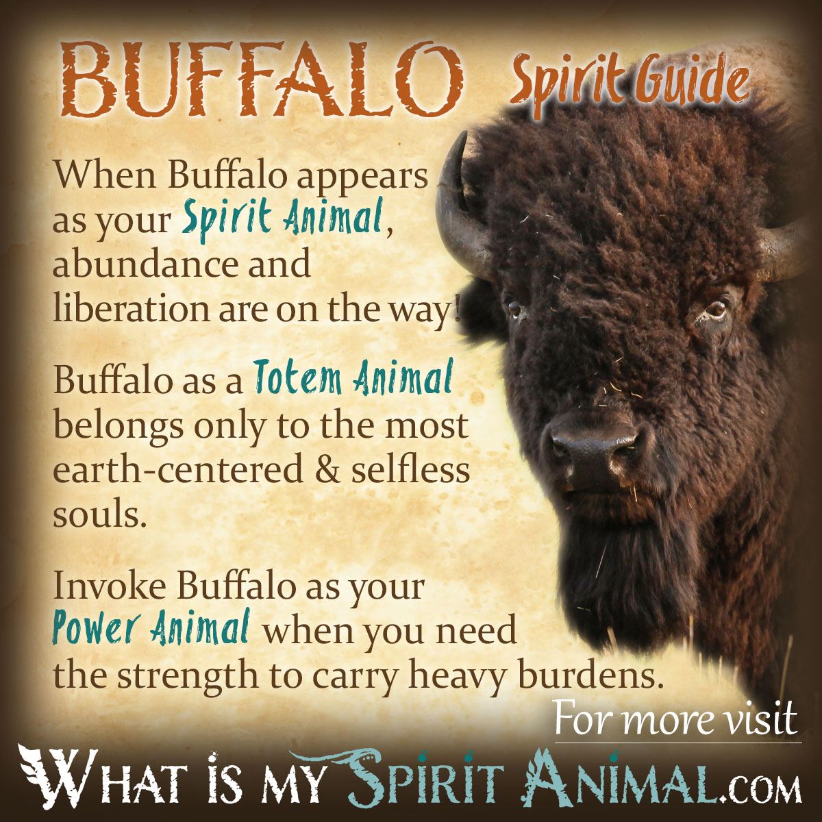 Spirit Animal Buffalo Meaning and How It Can Transform Your Journey.