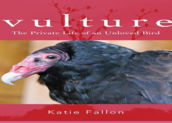 Whats the Vulture Meaning Spiritual? Uncover Hidden Messages!