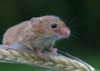 What Does a Mouse Symbolize Spiritually? The Answer Might Surprise You!
