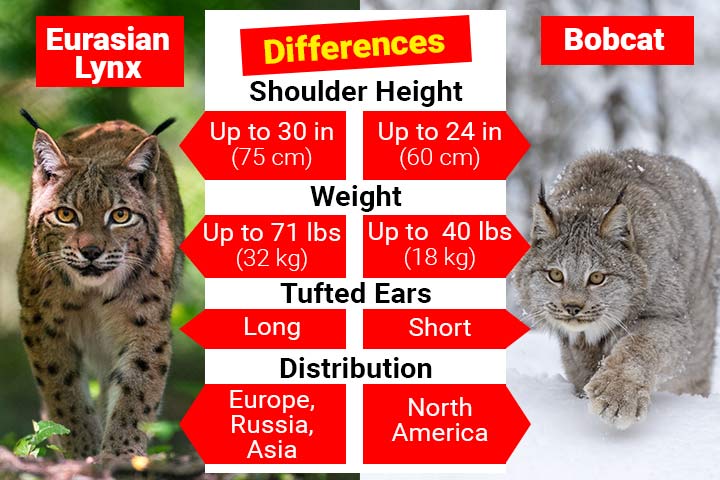 Whats the Lynx Personality Like? Get to Know These Amazing Animals!