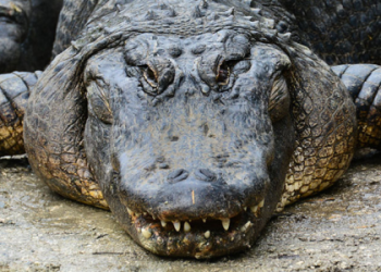 Discover Your Crocodile Spirit Animal Meaning (Quick & Clear)