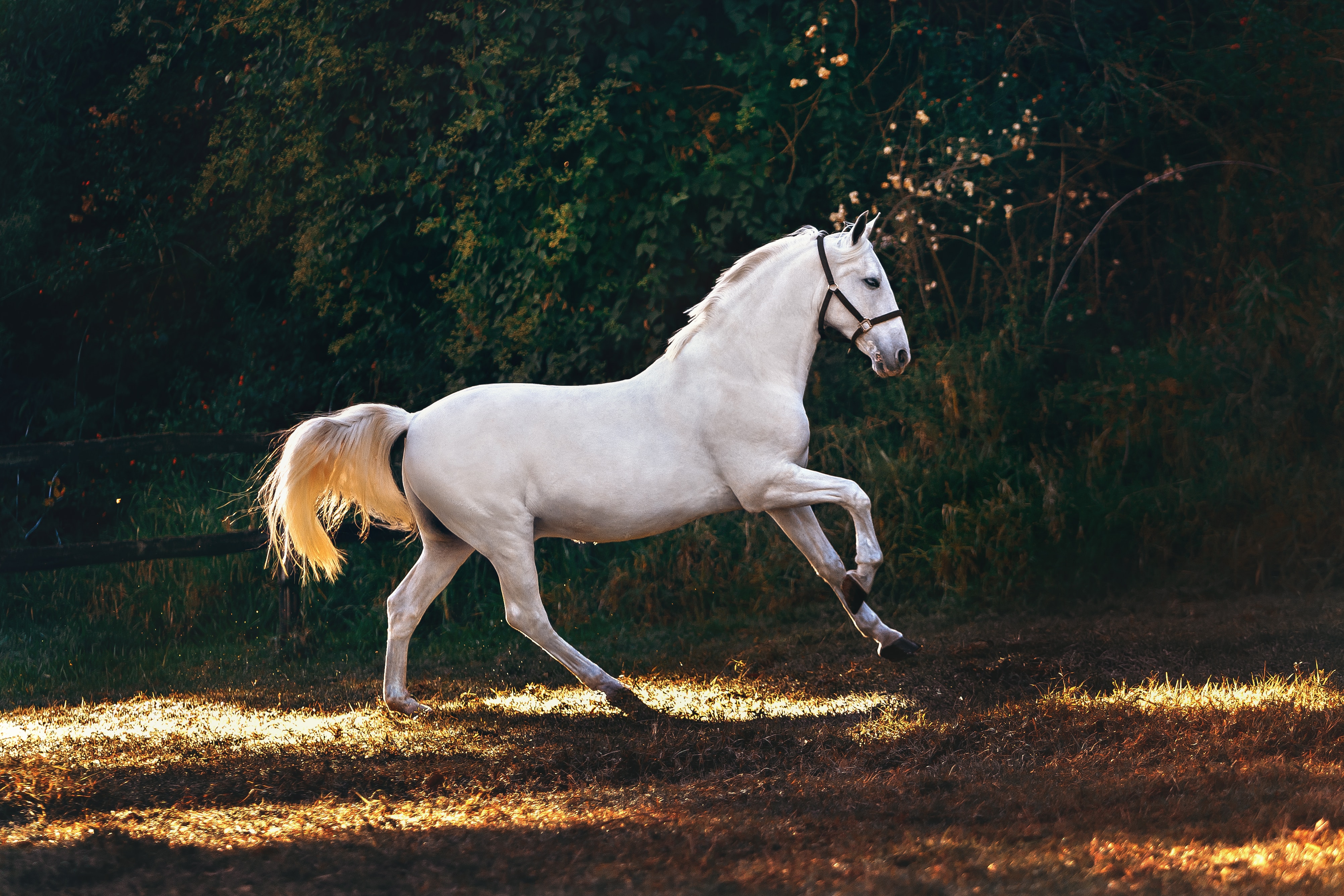 Horse dream dictionary: Interpreting your nighttime visions!