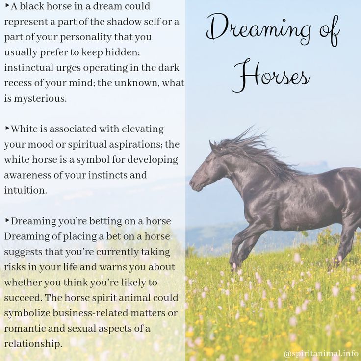 What Dreaming of Horses Could Mean for Your Life?
