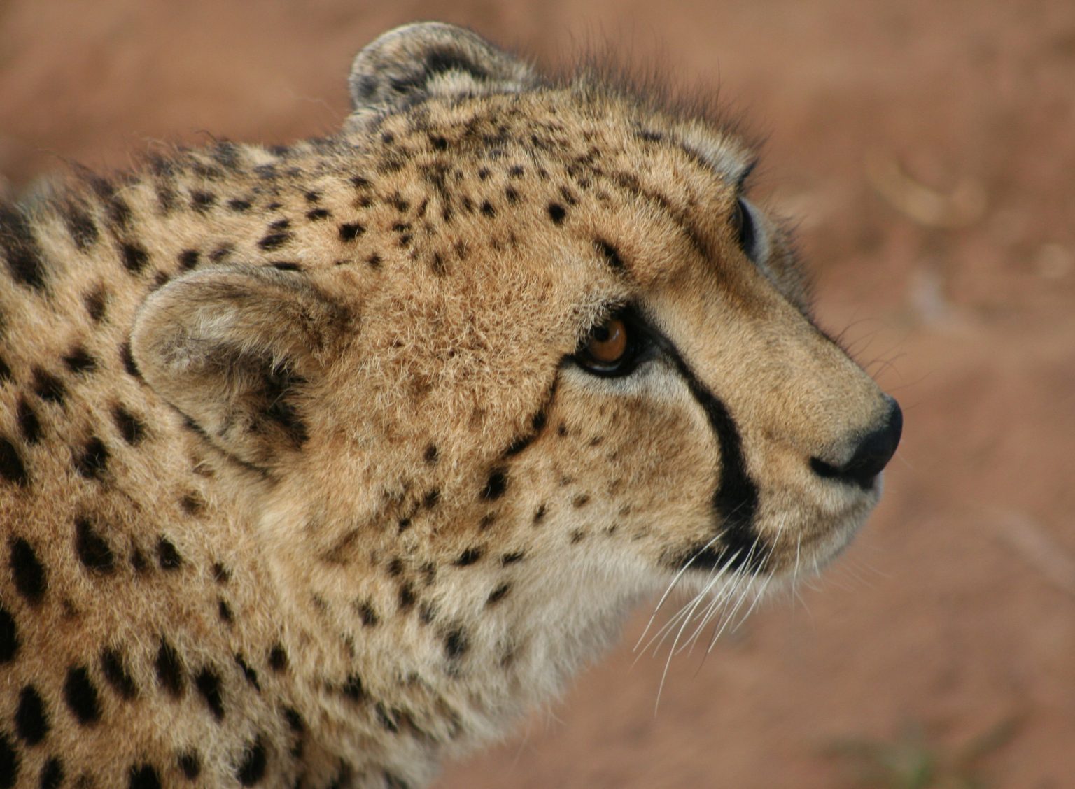 What do cheetahs represent? Explore their power and grace!