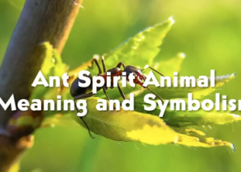 Symbolism of Beaver: Discover Its Spiritual Meaning Now!