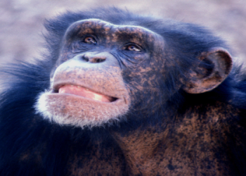 What is the spiritual meaning of gorilla? Learn how this spirit animal offers protection and wisdom.