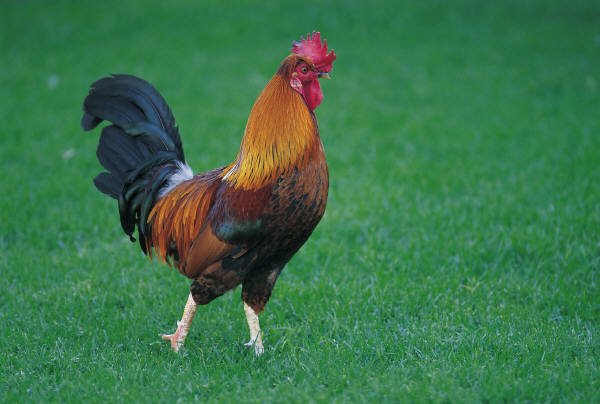 Water Rooster: Common Questions? (Get clear Answers)