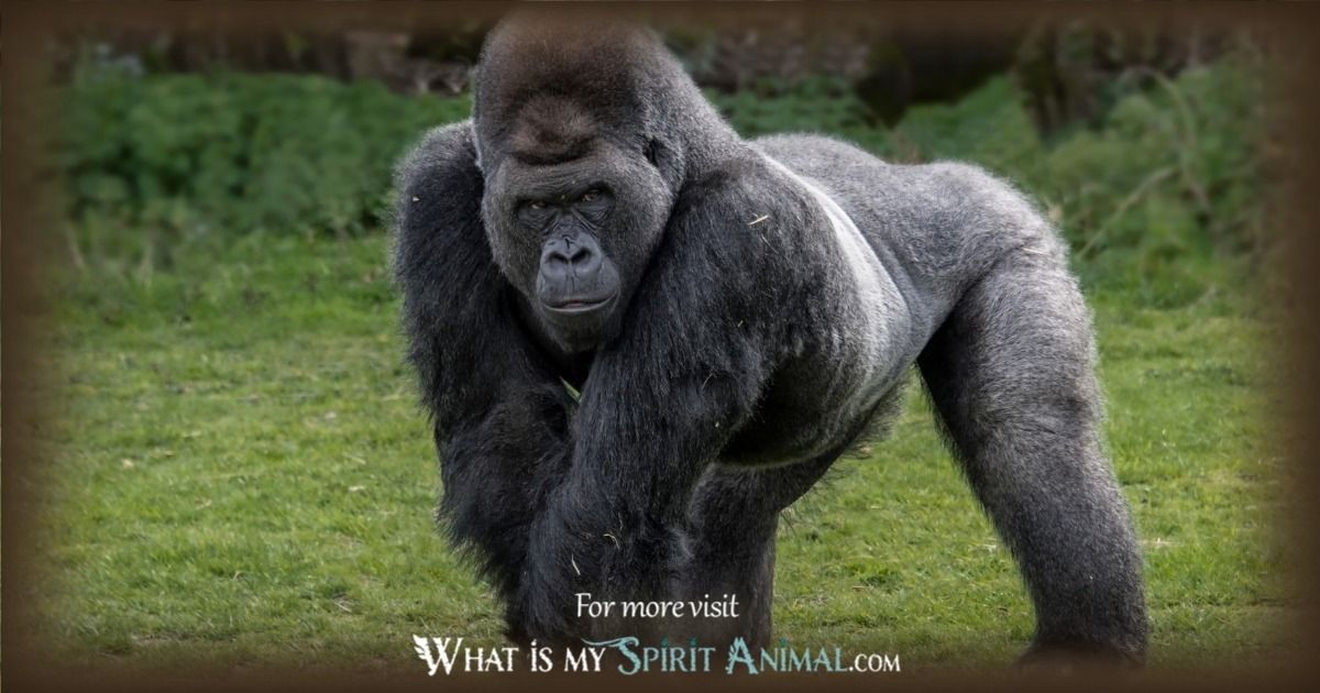 Trying to figure out what do gorillas symbolize? Learn about their powerful links to nobility and quiet authority.