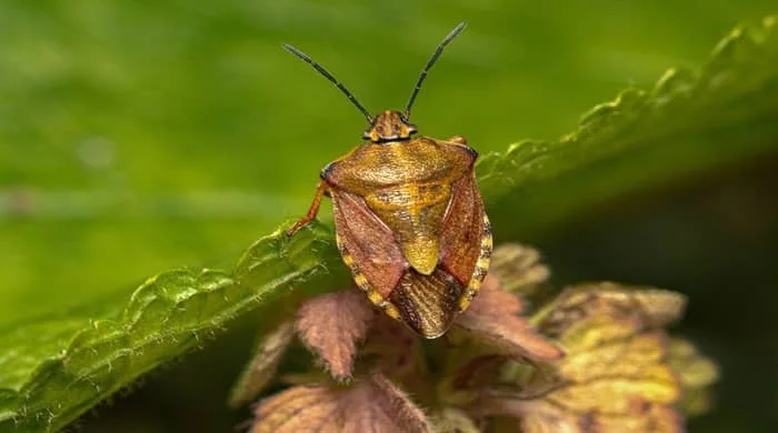 Stink Bug Spiritual Meaning and Symbolism: A Quick Explanation