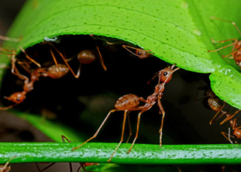 Ant Spirit Animal: What Does It Mean in Your Life?