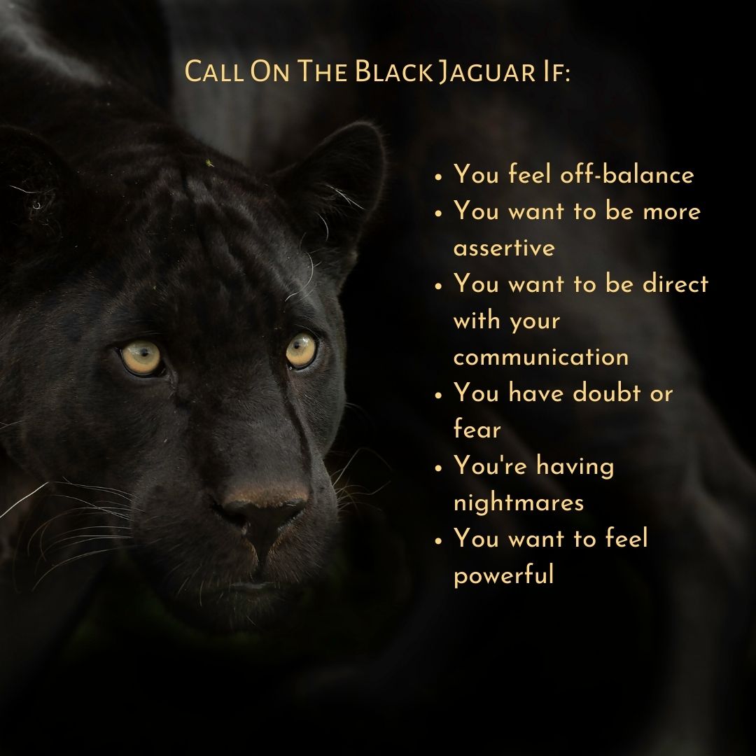 Need simple answers on black jaguar symbolism? Get clear explanations about this amazing spirit guide.