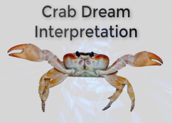 What does it mean to dream about crabs? Find out now!