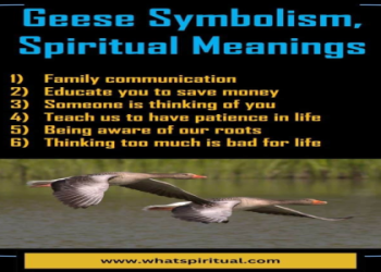 How can the goose totem help guide your life? (Explore its lessons of community)