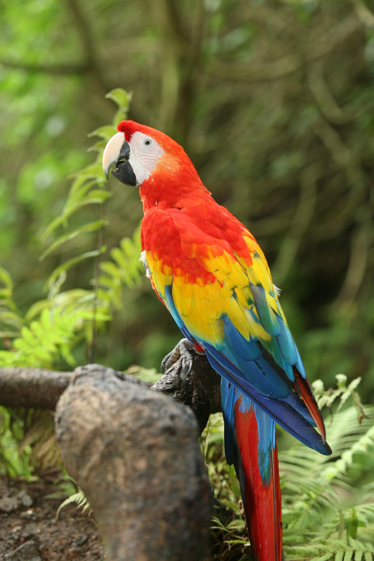 Discover What a Parrot Symbolize,quick and simple meanings!