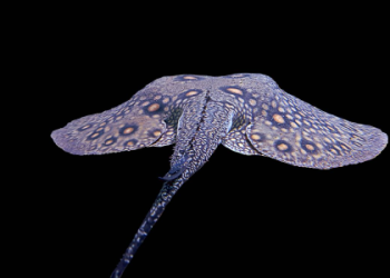 Seeing a stingray: what does a stingray represent in real life?