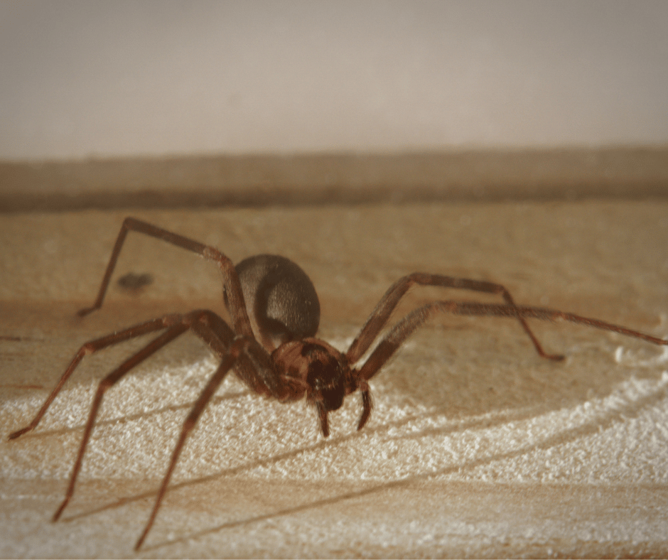 Brown Spider Spiritual Meaning: Is Seeing One a Good or Bad Omen for You?