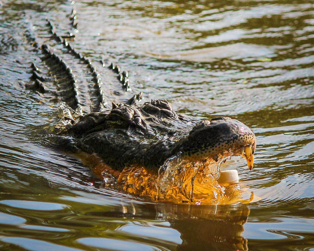 Unlock alligator spirit primal wisdom: Gain patience and inner strength easily.