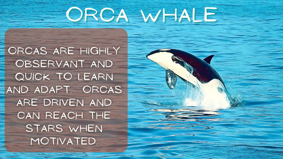 Orca symbol meaning: See now