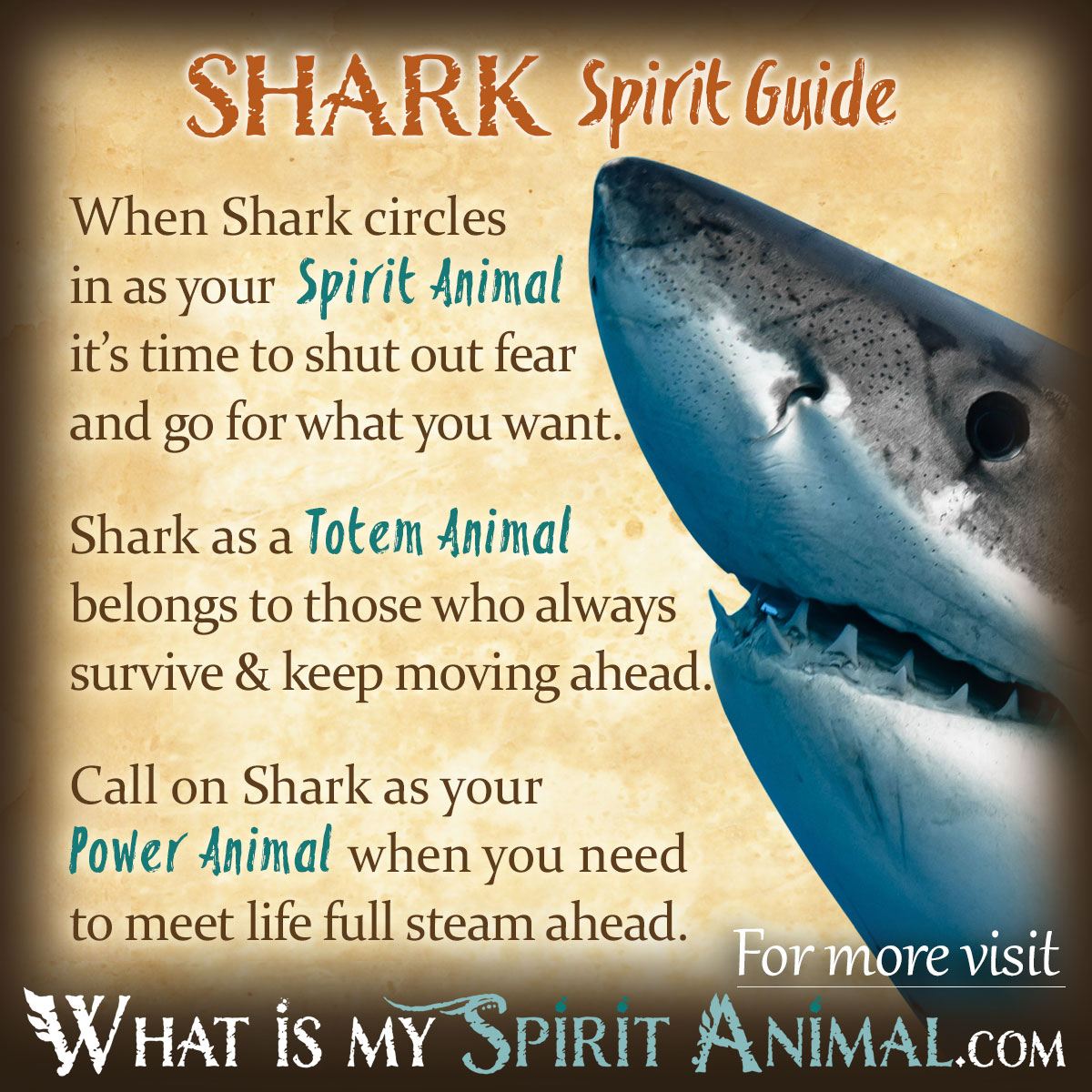 Meaning of Sharks: What Does Shark Represent as a Spirit Animal?