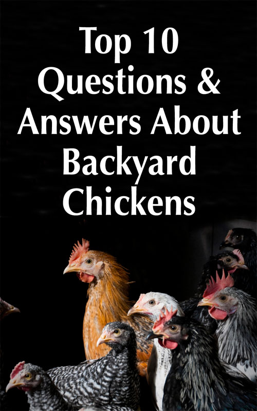 Water Rooster: Common Questions? (Get clear Answers)