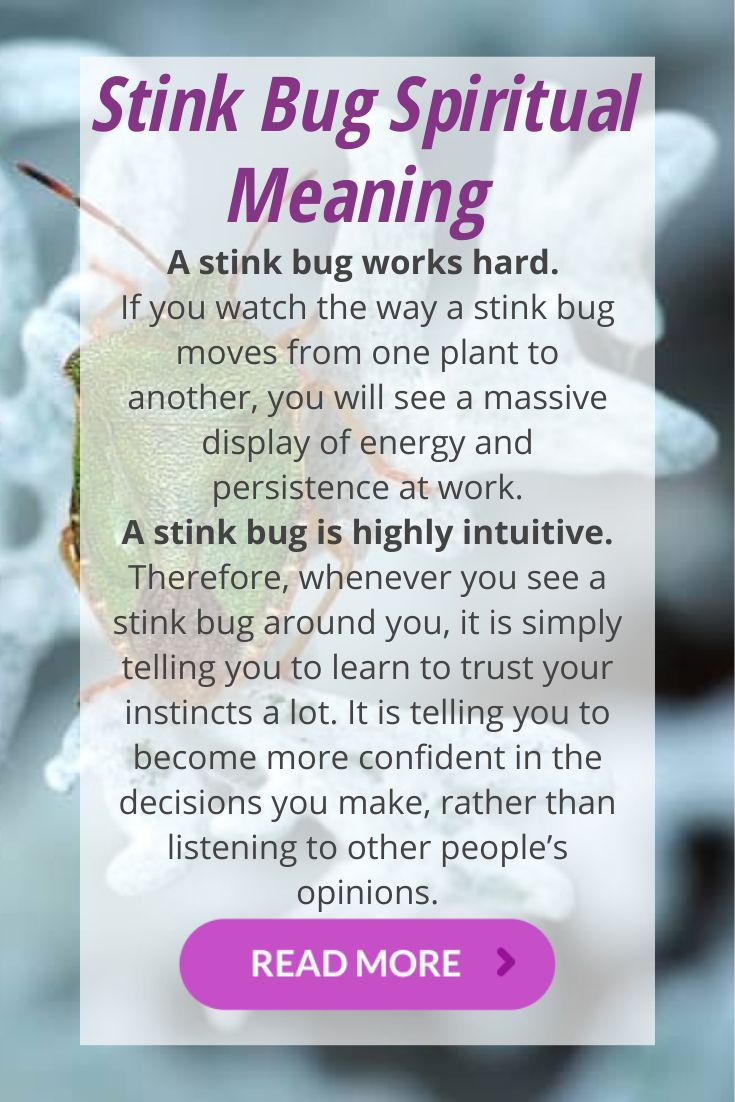 Stink Bug Spiritual Meaning and Symbolism: A Quick Explanation