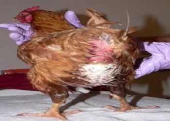 Water Rooster: Common Questions? (Get clear Answers)